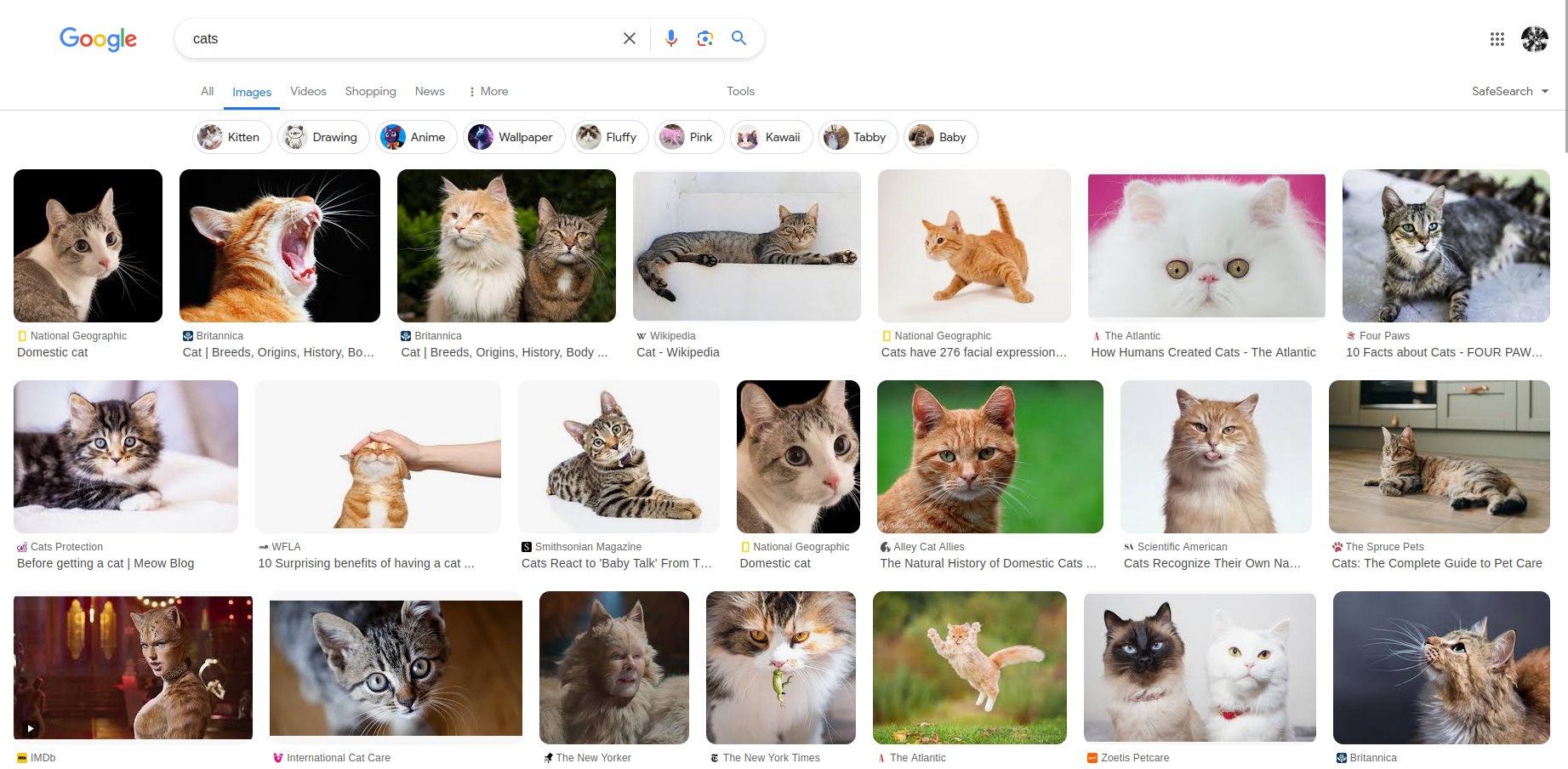 A screenshot of Google Images`s search result: I googled cats and there are a lot of cats