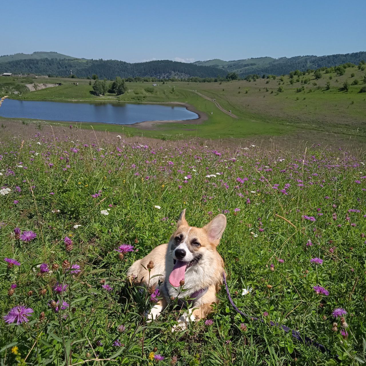 A happy smiling dog breed corgi lying in a flower field on a hill with a small pond in the background